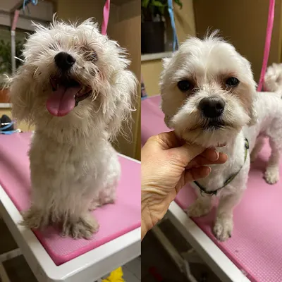 Pink dog - Psi fryzjer